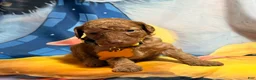 Miniature Poodle dogs for sale: Miniature Poodle Puppy 4 - Ad 1