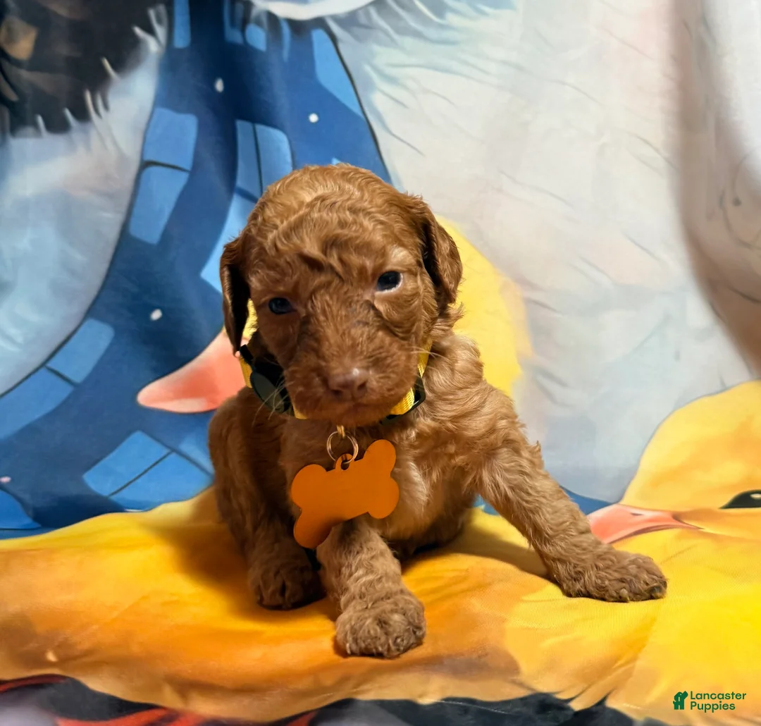 Miniature Poodle dogs for sale: Miniature Poodle Puppy 4 - Ad 1