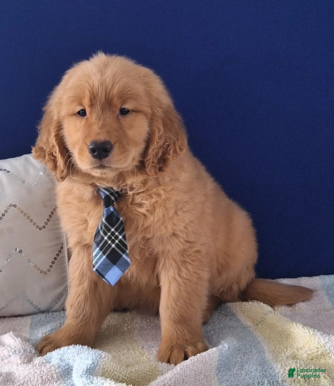 Golden Retriever dogs for sale: Winston - Ad 2