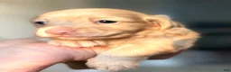 Dachshund dogs for sale: Friedrich  - Ad 5
