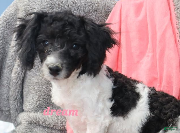 Bichpoo dogs Brandi - Ad 26