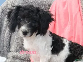 Bichpoo dogs Brandi - Ad 26