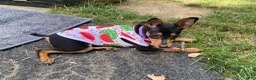 Miniature Pinscher dogs for sale: Miniature Pinscher 1 (plum) - Ad 13