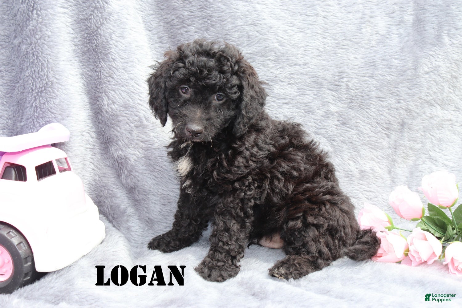 Mini Goldendoodle dogs for sale: Logan - Ad 1