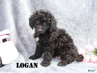 Mini Goldendoodle dogs for sale: Logan - Ad 1