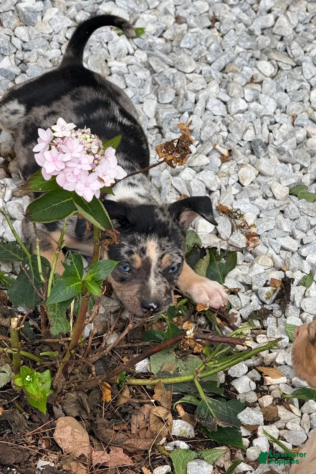 American Bully dogs for sale: Saweetie - Ad 2