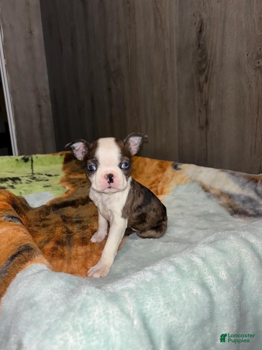 Boston Terrier dogs for sale: Ellie  - Ad 1