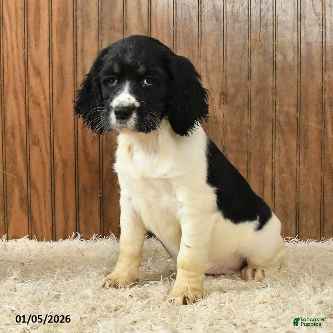 English Springer Spaniel dogs for sale: Faith - Ad 4
