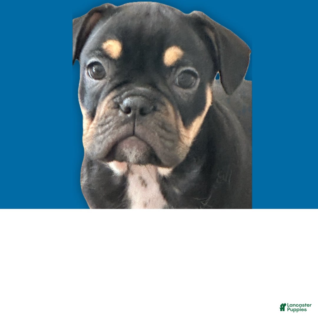 Mixed Breed dogs for sale: Mixed Breed Puppy 3 - Ad 2