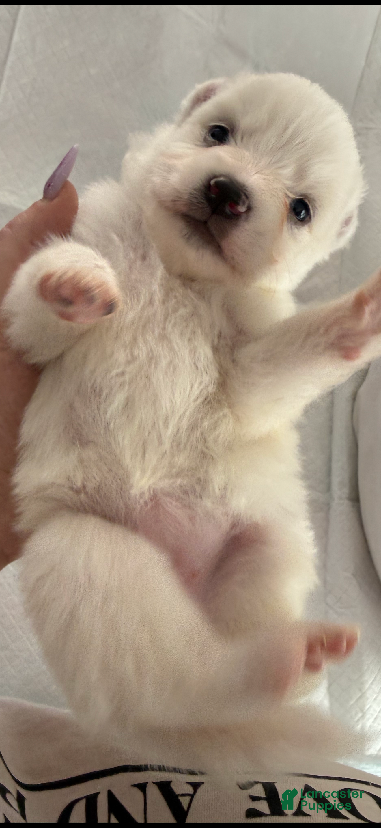 American Eskimo dogs REDUCED 🐶 $400 WYATT BO ~SWEET AS SUGAR - Ad 2