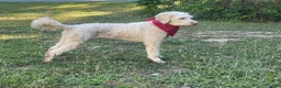 Goldendoodle dogs for stud: Priceless Beacon - Ad 6