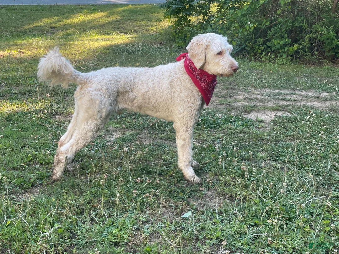 Goldendoodle dogs for stud: Priceless Beacon - Ad 6
