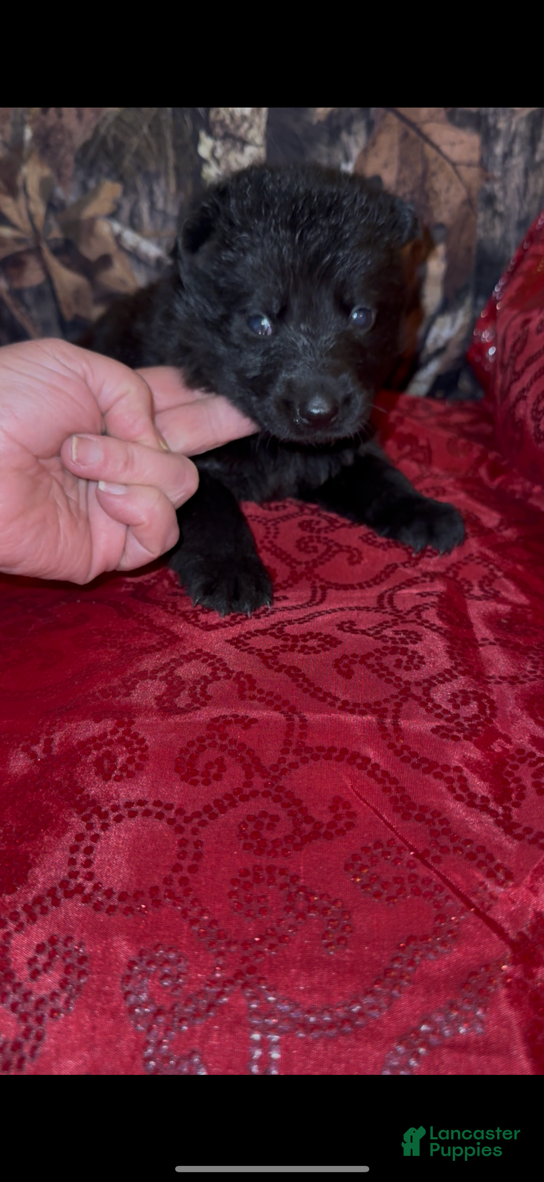 German Shepherd dogs for sale: Sussie B - Ad 7