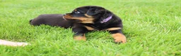 Rottweiler dogs for sale: Roxy - Ad 14