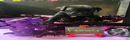 Cane Corso dogs for sale: Cane Corso 5 - Ad 2