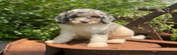 Standard Poodle dogs for sale: Storm - Ad 7