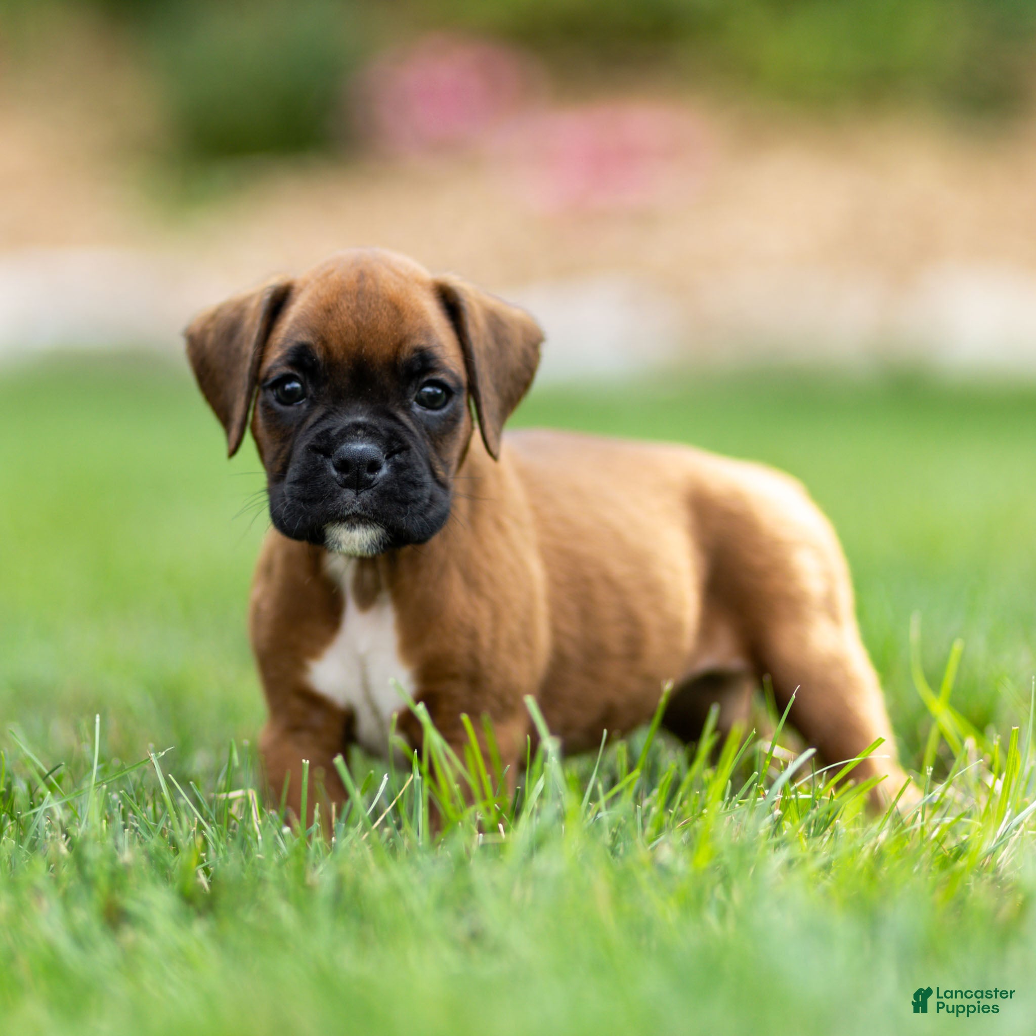 Boxer dogs Neva Boxer  - Ad 1