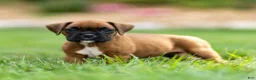 Boxer dogs for sale: Neva Boxer  - Ad 1