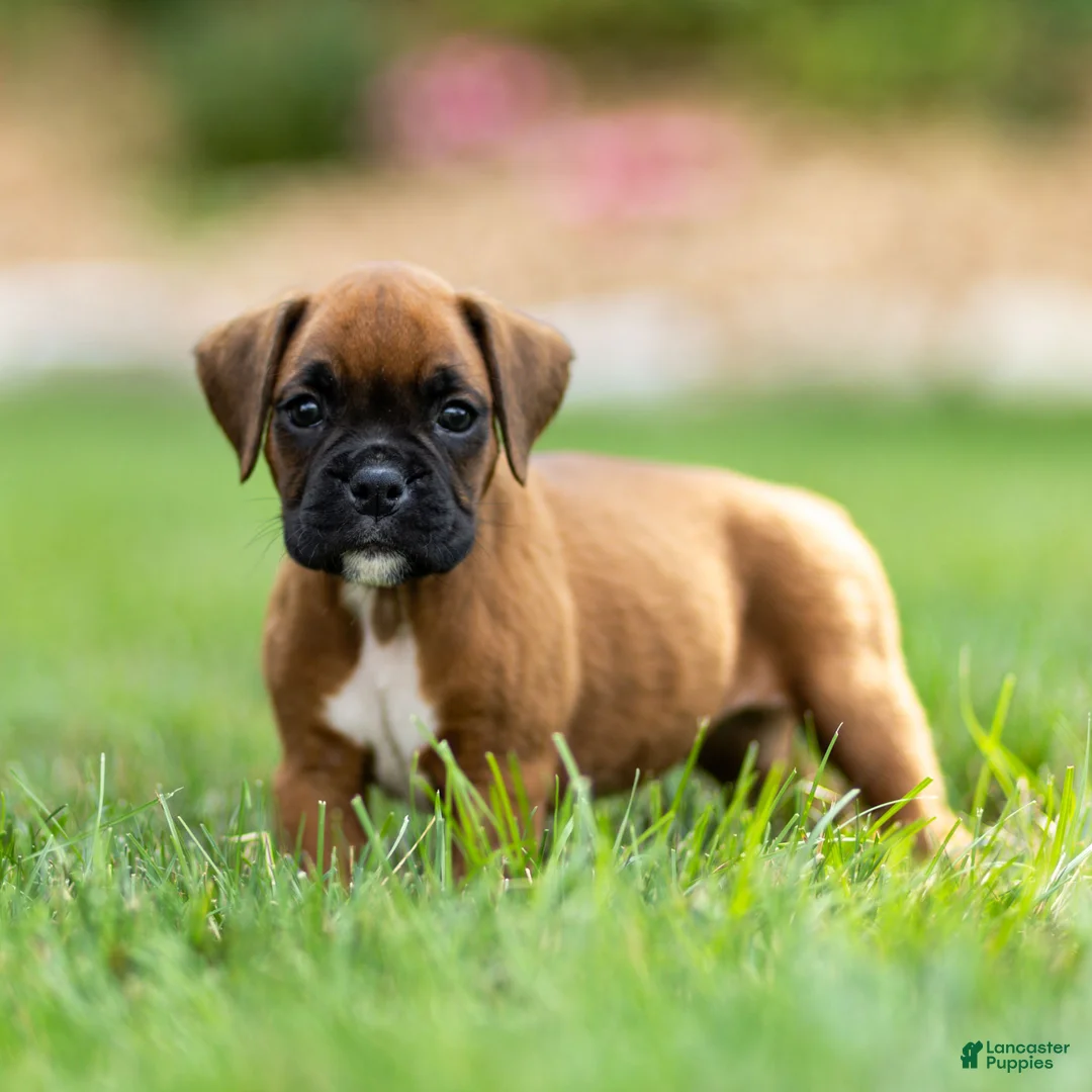 Boxer dogs for sale: Neva Boxer  - Ad 1