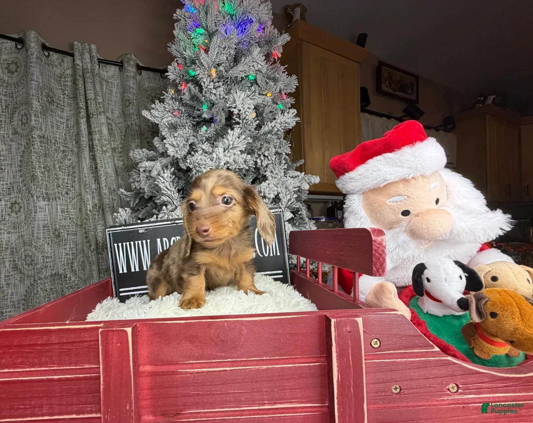 Miniature Dachshund dogs for sale: AKC Russian pra clear - Ad 12