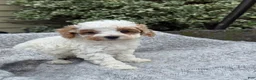Toy Poodle dogs for sale: Chewy - Ad 8