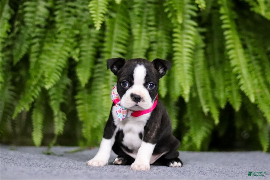 Boston Terrier dogs Nancy - Ad 2