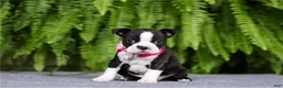 Boston Terrier dogs for sale: Nancy - Ad 2