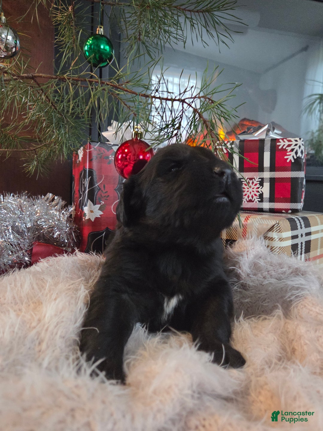 Newfoundland dogs for sale: Dasher  - Ad 3