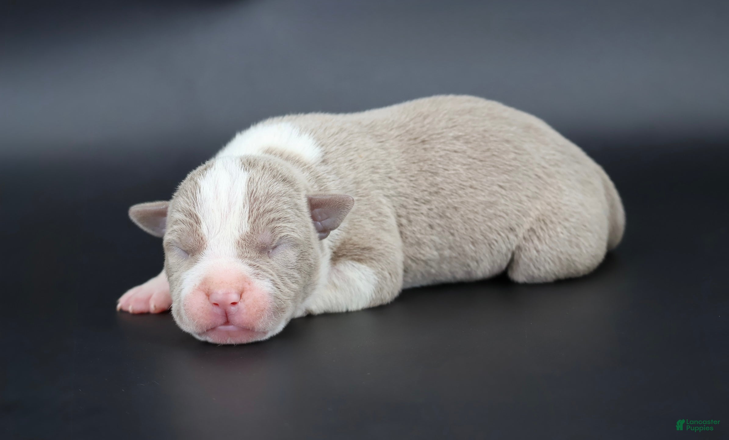 American Bully dogs Atalanta - XL - ABKC - Ad 2