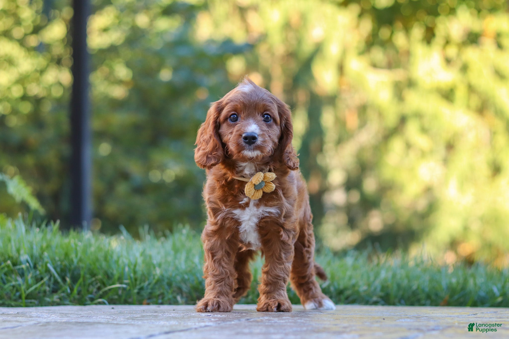 Cavapoo dogs Blake - Ad 2
