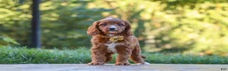 Cavapoo dogs for sale: Blake - Ad 2