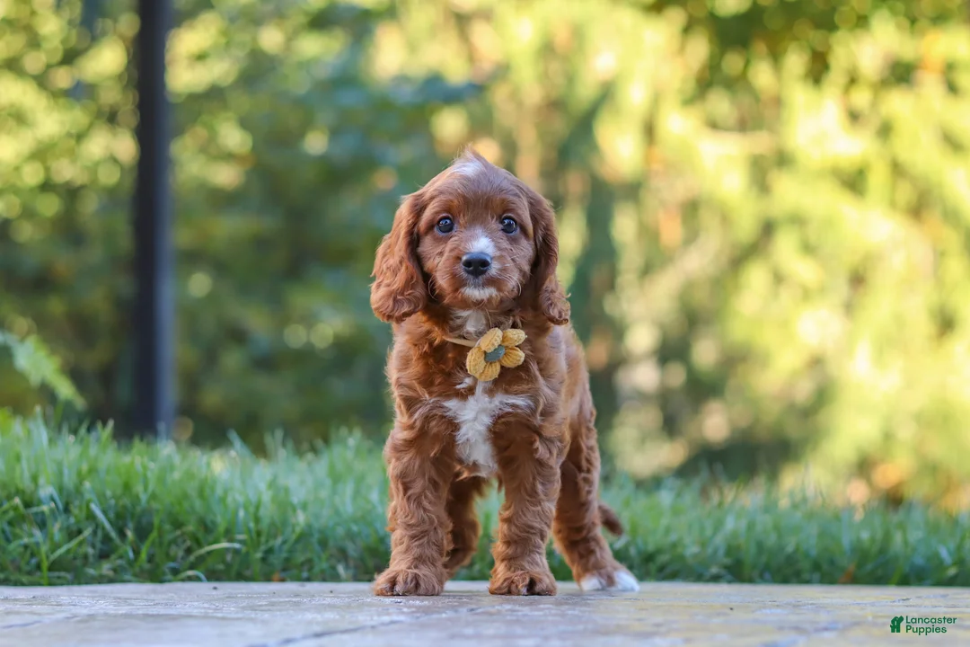 Cavapoo dogs for sale: Blake - Ad 2