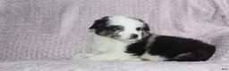 Australian Shepherd dogs for sale: Paxton - Ad 1