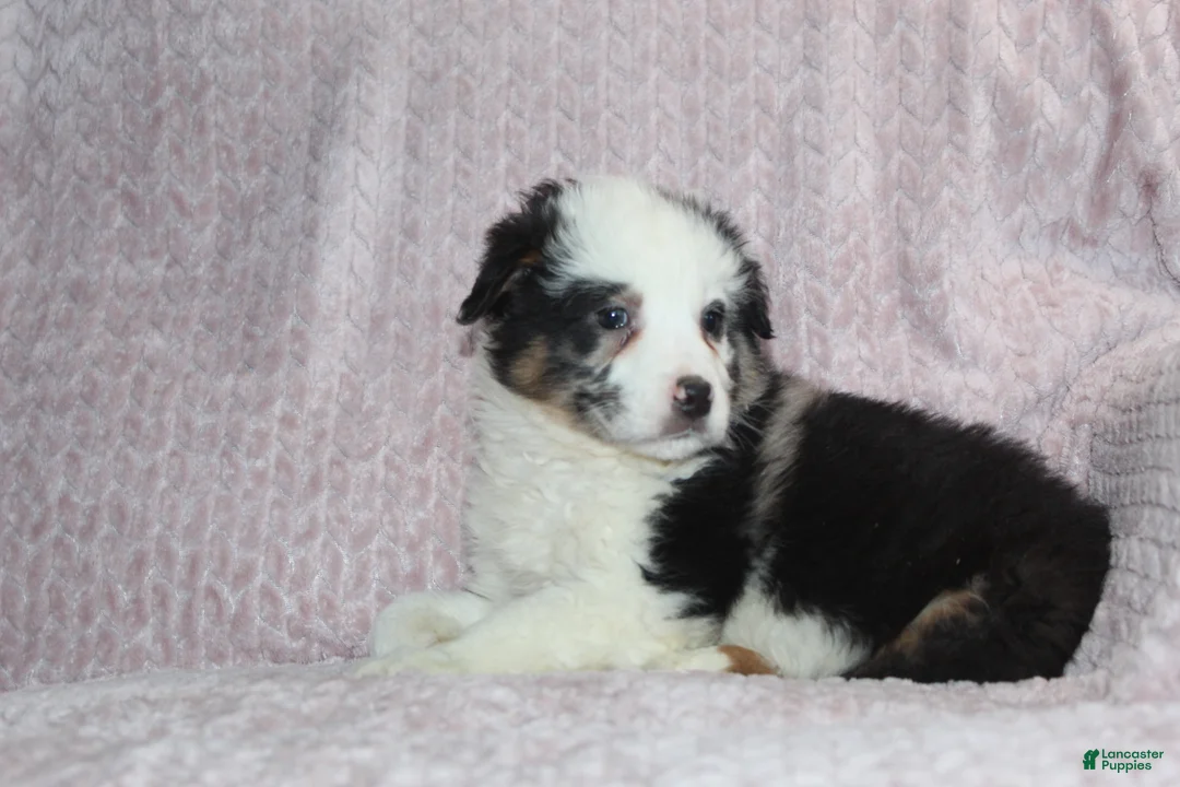 Australian Shepherd dogs for sale: Paxton - Ad 1