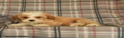 Mixed Breed dogs for sale: Uranus - Ad 3