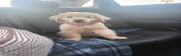 Golden Retriever dogs for sale: Golden Retriever 1 - Ad 2