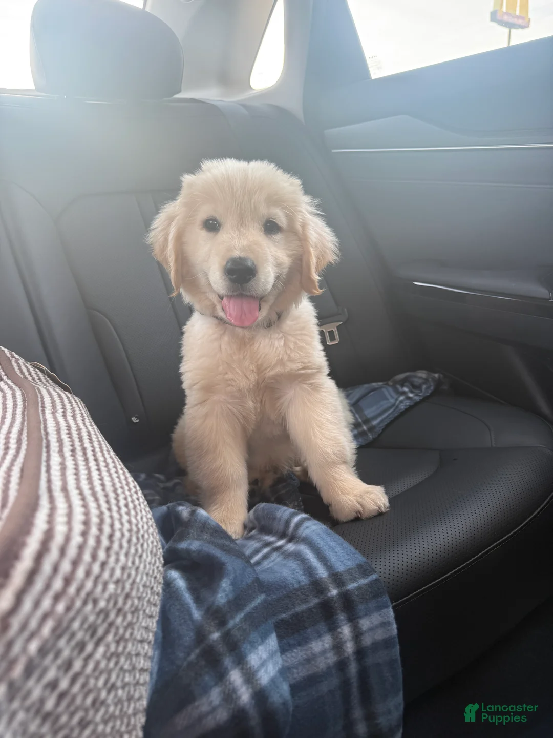 Golden Retriever dogs for sale: Golden Retriever 1 - Ad 2