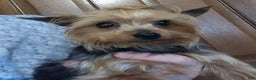 Yorkshire Terrier dogs for sale: Merry Belle - Ad 4
