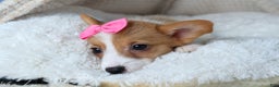 Welsh Corgi Pembroke dogs for sale: Lexi - Ad 9