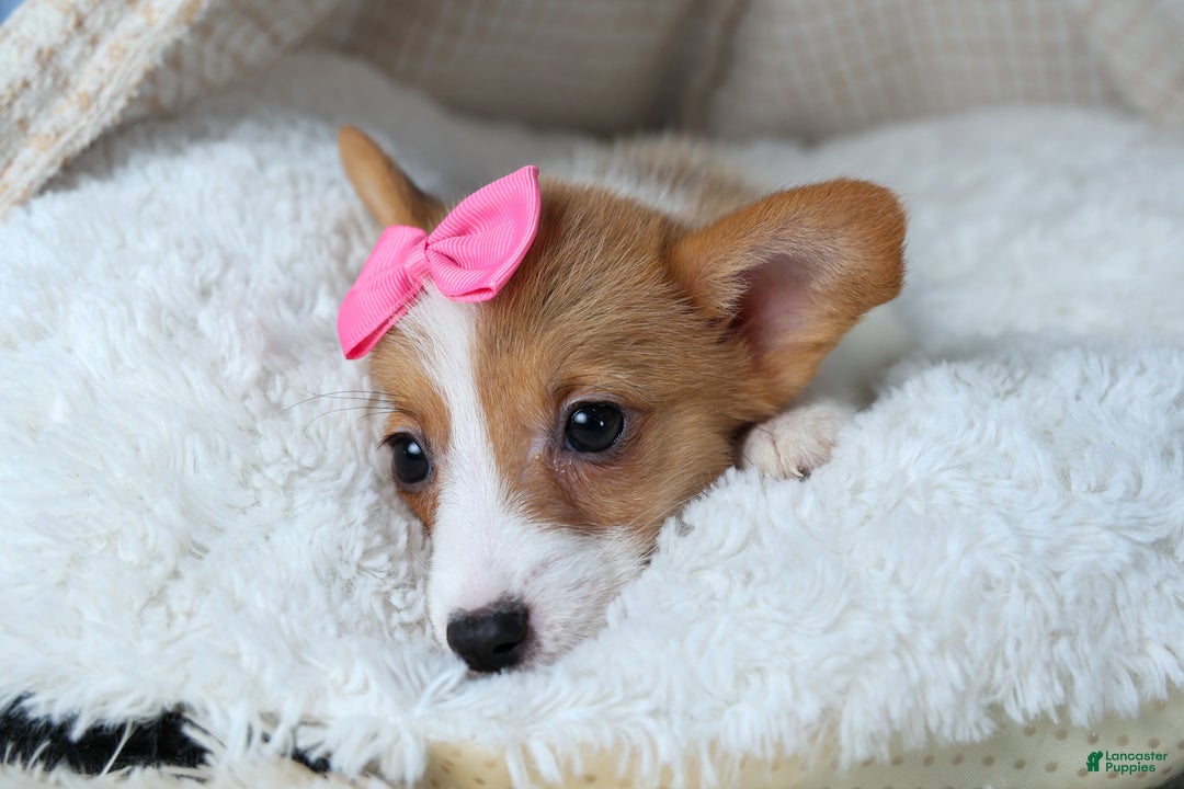 Welsh Corgi Pembroke dogs for sale: Lexi - Ad 9