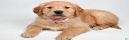 Golden Retriever dogs for sale: Lainey - Ad 5