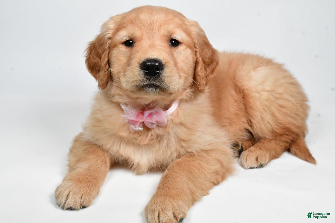 Golden Retriever dogs for sale: Lainey - Ad 5