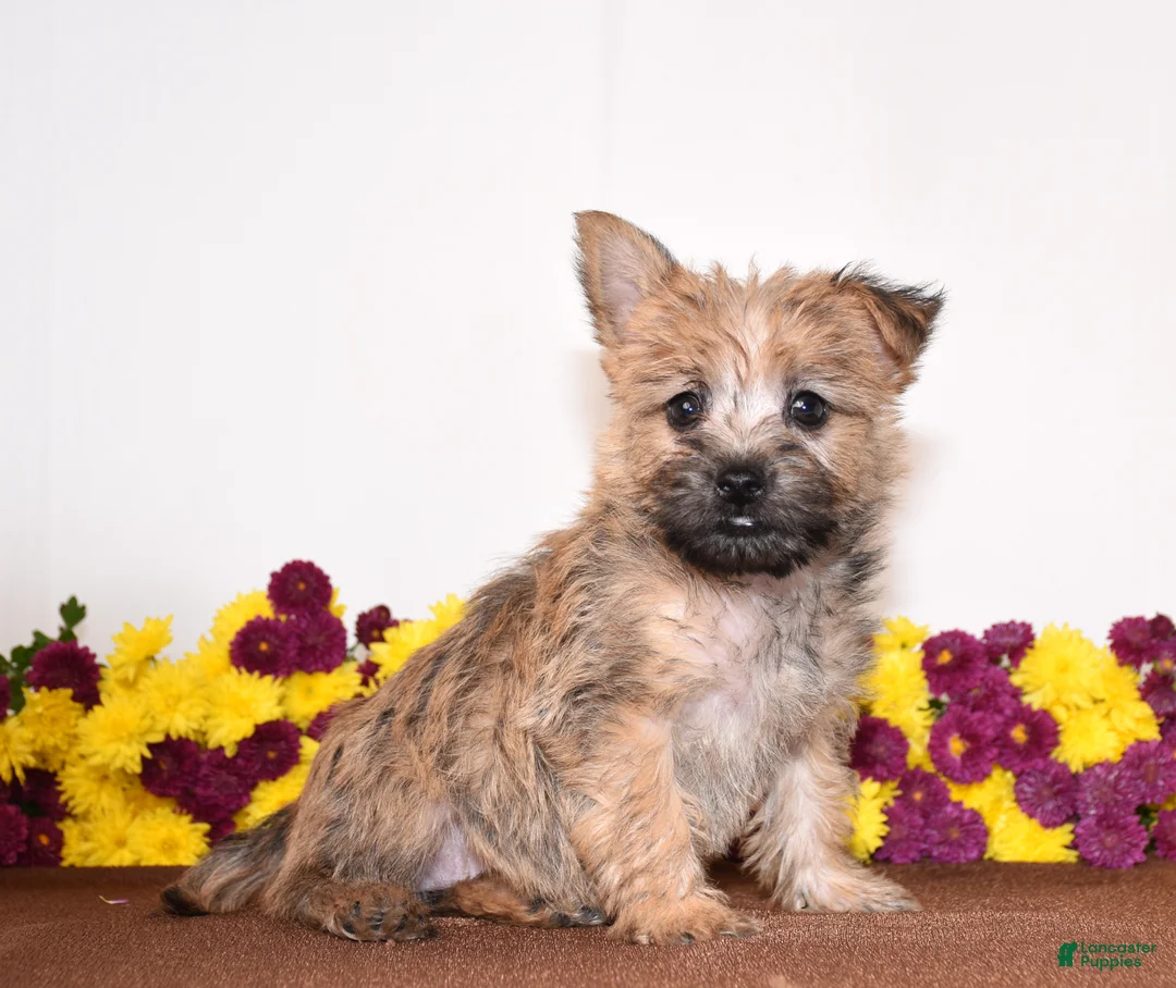 Cairn Terrier dogs for sale: Kasha - Ad 1