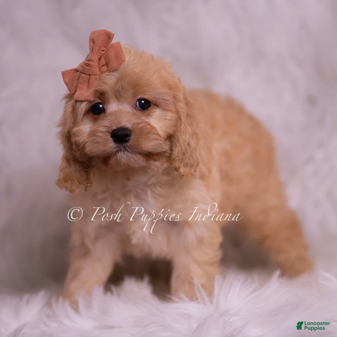 Cavapoo dogs for sale: Lexi - Ad 2