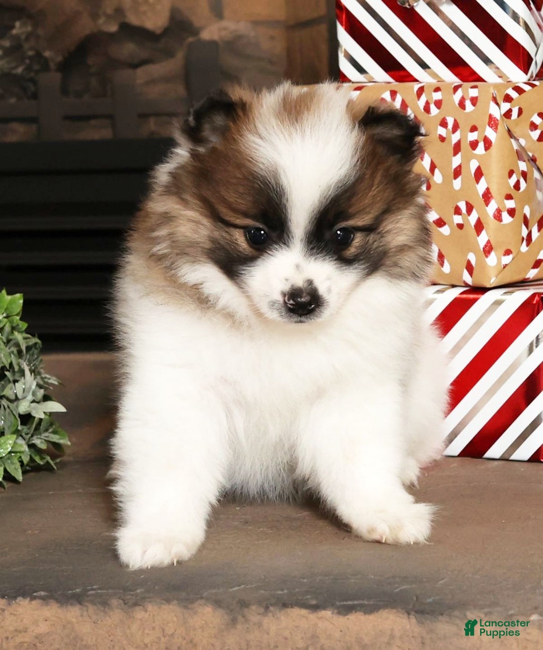Pomeranian dogs for sale: Puddles - Ad 4