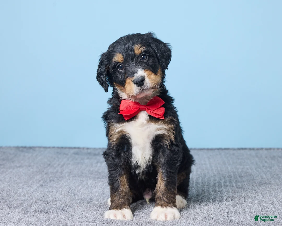 Bernedoodle dogs for sale: Hershey - Ad 1