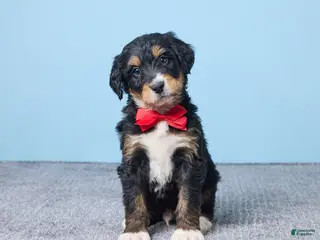 Bernedoodle dogs Hershey - Ad 24