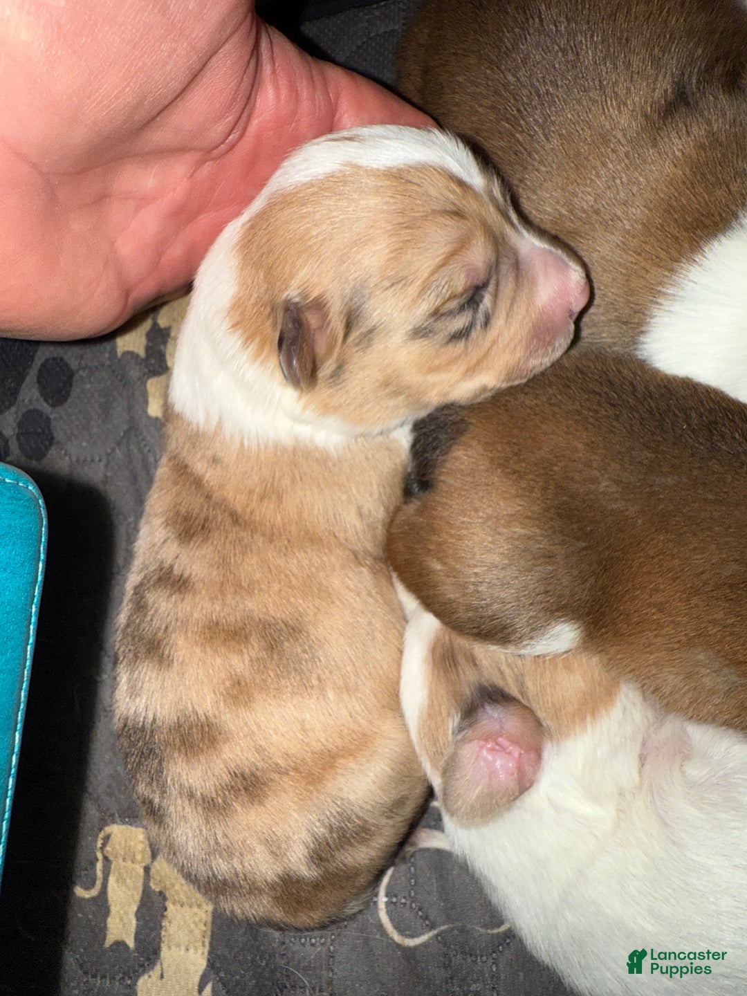 Welsh Corgi Pembroke dogs for sale: Welsh Corgi Pembroke Puppy 3 - Ad 1