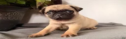 Pug dogs for sale: Popper - Ad 4