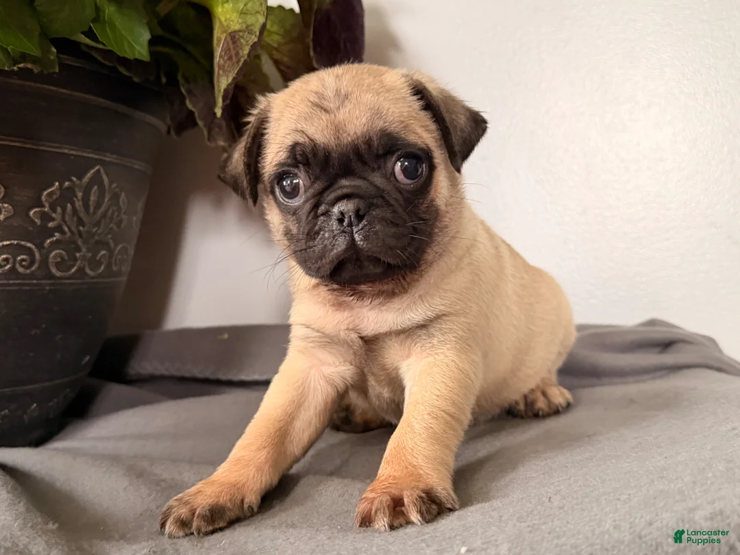 Pug dogs for sale: Popper - Ad 4